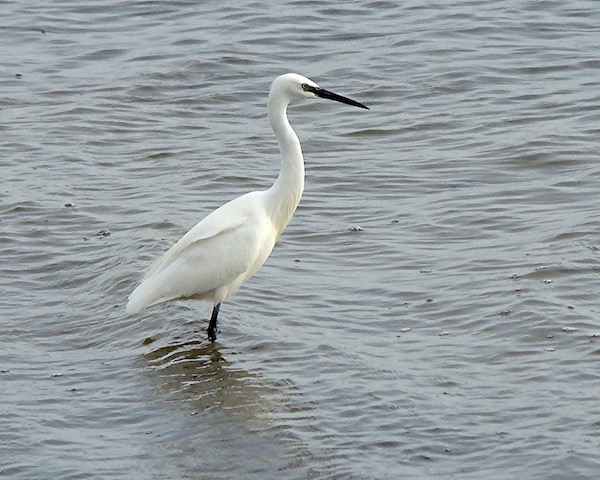 little egret